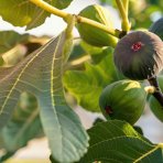 Figovník jedlý (Ficus carica) ´FIROMA®´ - výška 200-250 cm, obvod kmeňa 8/10 cm, kont. C18L (-20°C)